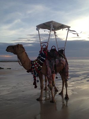 Cable Beach Broome - Red Sun Camels Call John Geappen