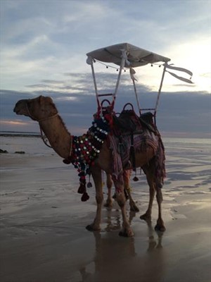 Services - Red Sun Camels Call John Geappen